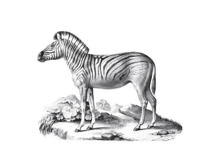 Framed Print : Zebra illustration. Pencil sketch of a zebra isolated on a plain white background Framed Print : Zebra illustration. Pencil sketch of a zebra isolated on a plain white background