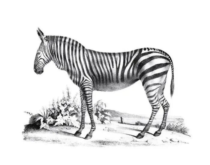 Framed Print : Zebra illustration. Pencil sketch of a zebra isolated on a plain white background Framed Print : Zebra illustration. Pencil sketch of a zebra isolated on a plain white background