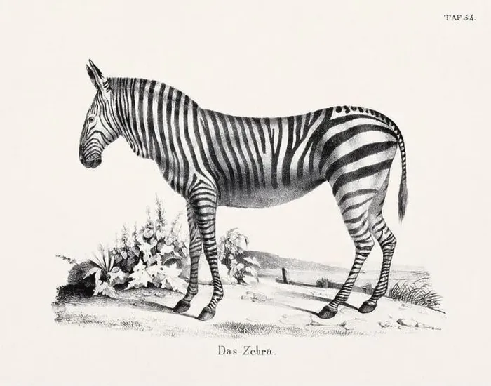 Framed Print : Zebra Illustration. Zoological Lithography. Natural History Art
