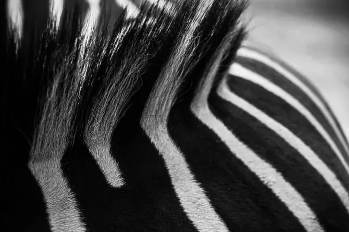 Framed Print : Zebra Pattern Background. High quality photo Framed Print : Zebra Pattern Background. High quality photo