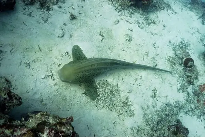 Framed Print : Zebra Shark (Stegostoma fasciatum) laying on sand bottom in the coral reef of Maldives island