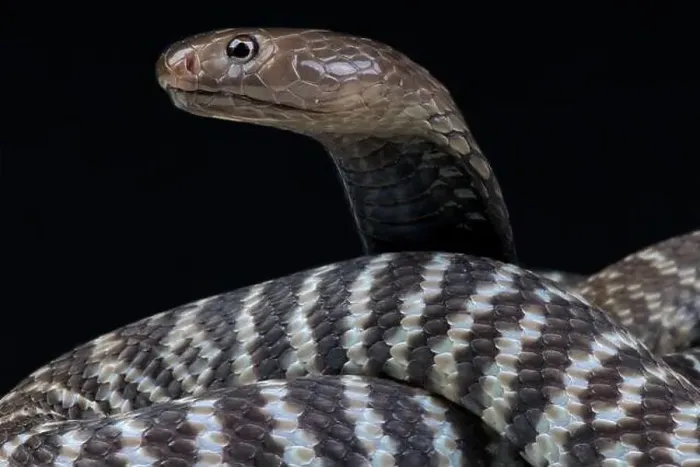 Framed Print : Zebra spitting cobra (Naja nigricincta nigricincta) Framed Print : Zebra spitting cobra (Naja nigricincta nigricincta)