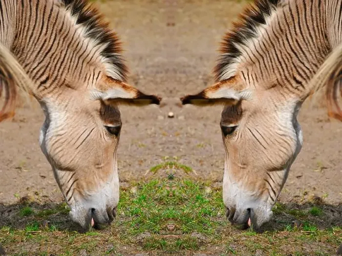 Framed Print : Two Zebroids a cross between a zebra and a donkey Framed Print : Two Zebroids a cross between a zebra and a donkey
