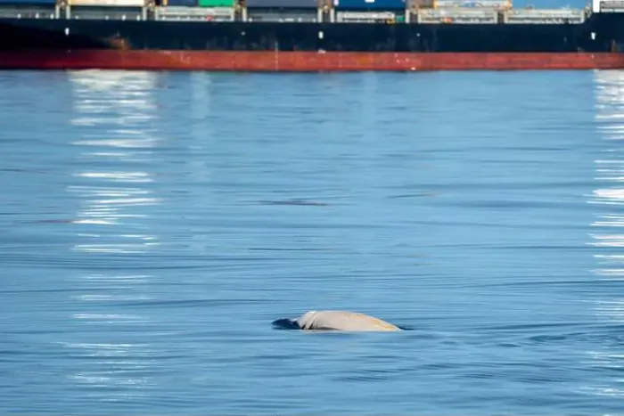 Framed Print : Ziphius cuvier beaked whale in mediterranean ligurian sea close up in front of genoa town italy near a container big