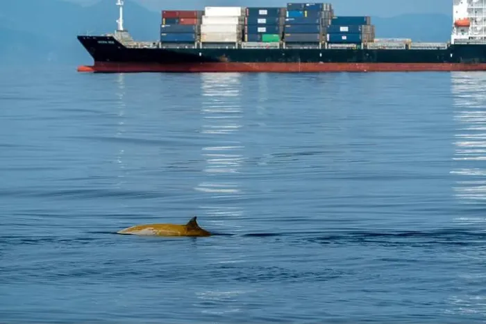 Framed Print : Ziphius cuvier beaked whale in mediterranean ligurian sea close up in front of genoa town italy near a container big Framed Print : Ziphius cuvier beaked whale in mediterranean ligurian sea close up in front of genoa town italy near a container big