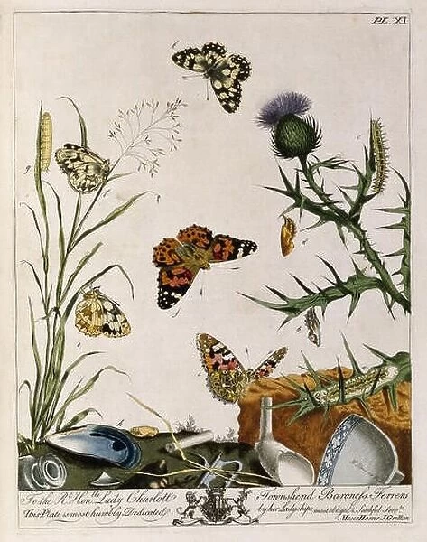 zoology, image of butterflies, from Moses Harris 'The Aurelian: or, natural history of English insects, namely, moths and butterflies', London, 1766