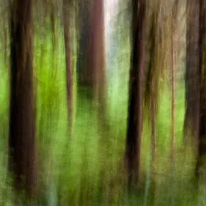 Abstract Image of Hoh Rainforest - Olympic National Park, near Forks, Washington, USA Abstract Image of Hoh Rainforest - Olympic National Park, near Forks, Washington, USA