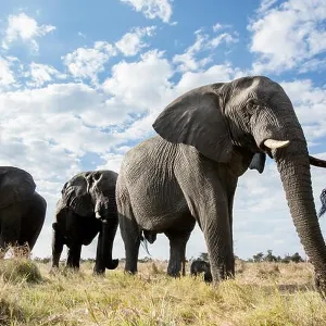 An abstract image from a low angle of elephants as they walk from Hwange national Park to Chobe National Park, Botswana An abstract image from a low angle of elephants as they walk from Hwange national Park to Chobe National Park, Botswana