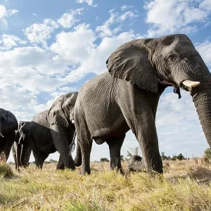 An abstract image from a low angle of elephants as they walk from Hwange national Park to Chobe National Park, Botswana An abstract image from a low angle of elephants as they walk from Hwange national Park to Chobe National Park, Botswana