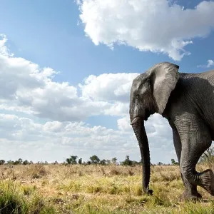 An abstract image from a low angle of elephants as they walk from Hwange national Park to Chobe National Park, Botswana An abstract image from a low angle of elephants as they walk from Hwange national Park to Chobe National Park, Botswana
