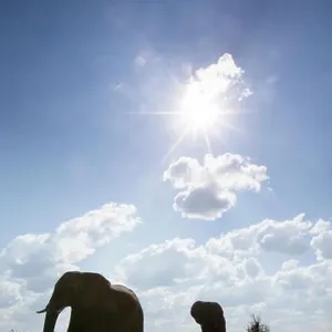 An abstract image from a low angle of elephants as they walk from Hwange national Park to Chobe National Park, Botswana An abstract image from a low angle of elephants as they walk from Hwange national Park to Chobe National Park, Botswana