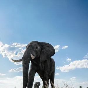 An abstract image from a low angle of elephants as they walk from Hwange national Park to Chobe National Park, Botswana An abstract image from a low angle of elephants as they walk from Hwange national Park to Chobe National Park, Botswana