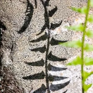Abstract shadow of fern against rock in Pisgah National Forest - Brevard, North Carolina; USA Abstract shadow of fern against rock in Pisgah National Forest - Brevard, North Carolina; USA