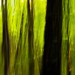 Abstract Tree Blurs on Coontree Trail - Pisgah National Forest - near Brevard, North Carolina USA Abstract Tree Blurs on Coontree Trail - Pisgah National Forest - near Brevard, North Carolina USA