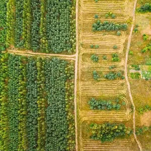 Aerial View Green Forest Deforestation Area Landscape. Top View Of New Young Growing Forest. European Nature From High Attitude In Summer Season