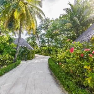 Beach bungalows in Maldives. Tropical floral garden and palm trees with sun rays. Exotic resort hotel destination. Tranquil relaxing pathway scenery Beach bungalows in Maldives. Tropical floral garden and palm trees with sun rays. Exotic resort hotel destination. Tranquil relaxing pathway scenery