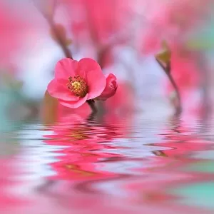 Beautiful flowers reflected in the water, spa concept.Spa still life.Abstract macro photo with water drops.Flowers with pastel tones.Tranquil