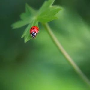 Beautiful Green Nature Background.Wild Field.Close up Scene.Summer Landscape.Creative Artistic Wallpaper.Red Ladybug.Green Color.Animal in a Meadow