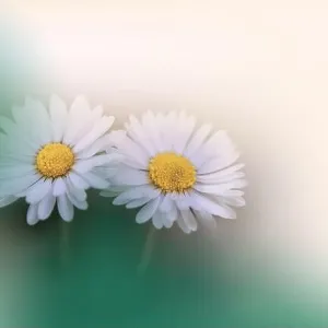 Beautiful Macro Photo.Colorful Daisy Flowers.Border Art Design.Magic Light.Close up Photography.Conceptual Abstract Image.Green and White Background