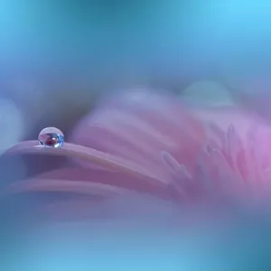 Beautiful Macro Photo.Colorful Flowers.Floral Art Design.Magic Light.Close up Photography.Conceptual Abstract Image.Pink and Blue Background.Water Dew