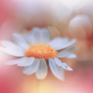Beautiful Macro Photo.Dream Flowers.Floral Art Design.Magic Light.Close up Photography.Conceptual Abstract Image.Yellow and Orange Nature Background