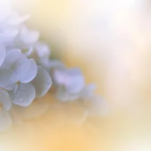 Beautiful macro photo.Magic flowers.Border art design.Extreme close up photography.Conceptual abstract image.Golden Background.Wedding Invitation