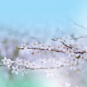 Beautiful Nature Background.Floral Art Design.Abstract Macro Photography.Colorful Flower.Blooming Spring Flowers.Creative Artistic Wallpaper.Blue Sky