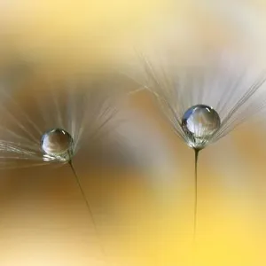Beautiful Nature Background.Floral Art Design.Abstract Macro Photography.Dandelion Flowers.Yellow Background.Creative Artistic Wallpaper.Celebration