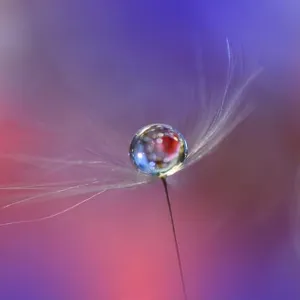 Beautiful Spring Nature Background, dandelion flower.Amazing Colorful Wallpaper.Orange and Blue Colors.Extreme close up macro photography.Drop, water
