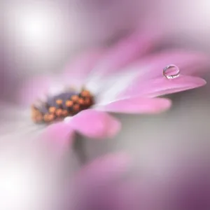 Beautiful Spring Nature Background and daisy.Abstract Macro Photography.Artistic closeup concept.Web Banner for design and website.Amazing Colorful