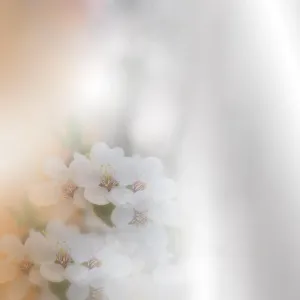 Beautiful spring nature blossom web banner or header. Blurred space for your text.Artistic Background.Wedding Invitation, anniversary card.Art Flowers