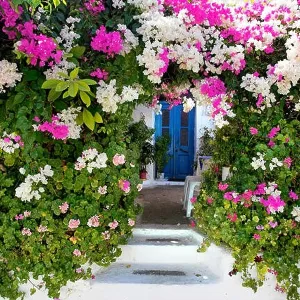 Blooming flowers in Kritinia village, Rhodes Island, Greek Dodecanese Blooming flowers in Kritinia village, Rhodes Island, Greek Dodecanese