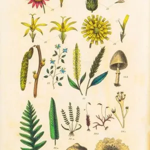 Botanical illustrations depicting the Linnean classification system. Carl Linnaeus (1707–1778) was a Swedish botanist, zoologist, taxonomist Botanical illustrations depicting the Linnean classification system. Carl Linnaeus (1707–1778) was a Swedish botanist, zoologist, taxonomist