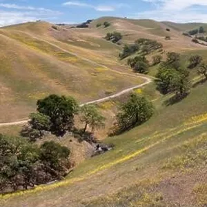 California native oak trees grow in the valleys between rolling hills in the East Bay, not far east of San Francisco Bay California native oak trees grow in the valleys between rolling hills in the East Bay, not far east of San Francisco Bay