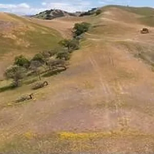 California native oak trees grow in the valleys between rolling hills in the East Bay, not far east of San Francisco Bay California native oak trees grow in the valleys between rolling hills in the East Bay, not far east of San Francisco Bay
