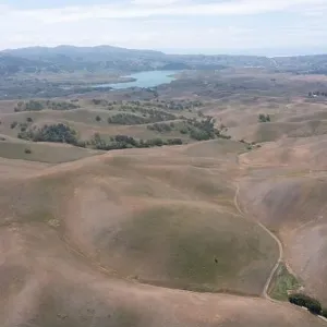 California native oak trees grow in the valleys between rolling hills in the East Bay, not far east of San Francisco Bay California native oak trees grow in the valleys between rolling hills in the East Bay, not far east of San Francisco Bay