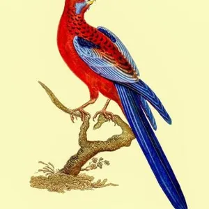 The crimson rosella (Platycercus elegans) is a parrot native to eastern and south eastern Australia which has been introduced to New Zealand The crimson rosella (Platycercus elegans) is a parrot native to eastern and south eastern Australia which has been introduced to New Zealand