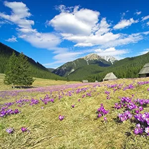 The Crocuses at Chocholowska Valley Tatra Mountains Poland Europe