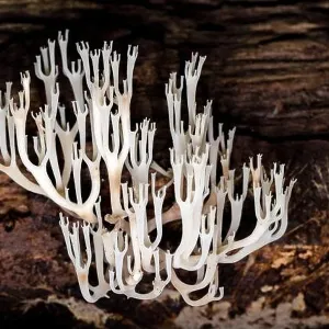 Crown-tipped Coral Fungus or Crown Coral Fungus (Artomyces pyxidatus) - DuPont State Recreational Forest - Cedar Mountain, near Brevard, North Carolin Crown-tipped Coral Fungus or Crown Coral Fungus (Artomyces pyxidatus) - DuPont State Recreational Forest - Cedar Mountain, near Brevard, North Carolin