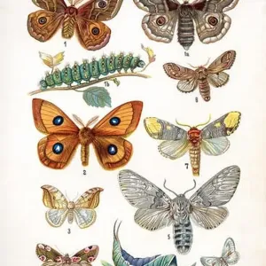 European butterfly 100 XIII European butterfly 100 XIII