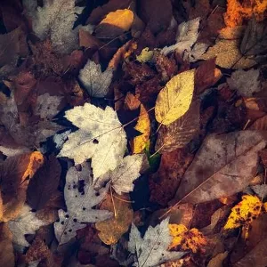 Fall Leaves - Balsam Lake, Roy Taylor Forest in the Nantahala National Forest, Canada, North Carolina, USA Fall Leaves - Balsam Lake, Roy Taylor Forest in the Nantahala National Forest, Canada, North Carolina, USA