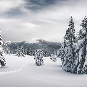 Fantastic winter landscape with snowy trees. Carpathian mountains, Ukraine, Europe. Christmas holiday concept