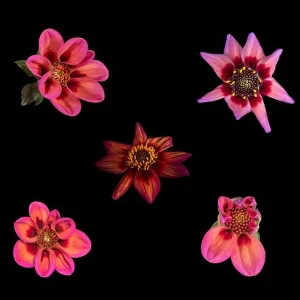 June Collection: 11 Jun 2018