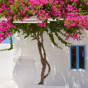 Fira - white house with blooming bougainvillea flowers, Santorini Greece Fira - white house with blooming bougainvillea flowers, Santorini Greece