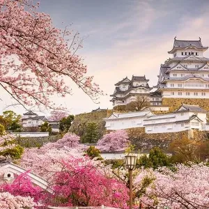 Himeji, Japan at Himeji Castle in spring with cherry blossoms in full bloom