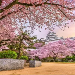 Himeji, Japan at Himeji Castle in spring with cherry blossoms in full bloom