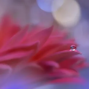 Incredibly beautiful Nature.Art photography.Fantasy design.Creative Background.Amazing Colorful Flowers.Web Banner.Relax.Conceptual abstract image