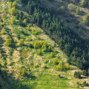 Mixed Green Forest Growing On A Hillside Mountain In Summer Season In Kazbegi District, Mtskheta-Mtianeti Region, Georgia, Top View, Aerial View Mixed Green Forest Growing On A Hillside Mountain In Summer Season In Kazbegi District, Mtskheta-Mtianeti Region, Georgia, Top View, Aerial View