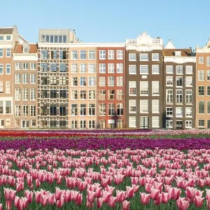 Netherlands tulips and facades of old houses in Amsterdam, Netherlands. Dutch houses with fresh tulip flowers Netherlands tulips and facades of old houses in Amsterdam, Netherlands. Dutch houses with fresh tulip flowers