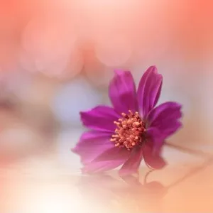 Orange Background.Fantasy Art.Creative Wallpaper.Beautiful Nature Background.Amazing Spring Cosmos Flower.Copy Space.Wedding Invitation.Abstract Macro